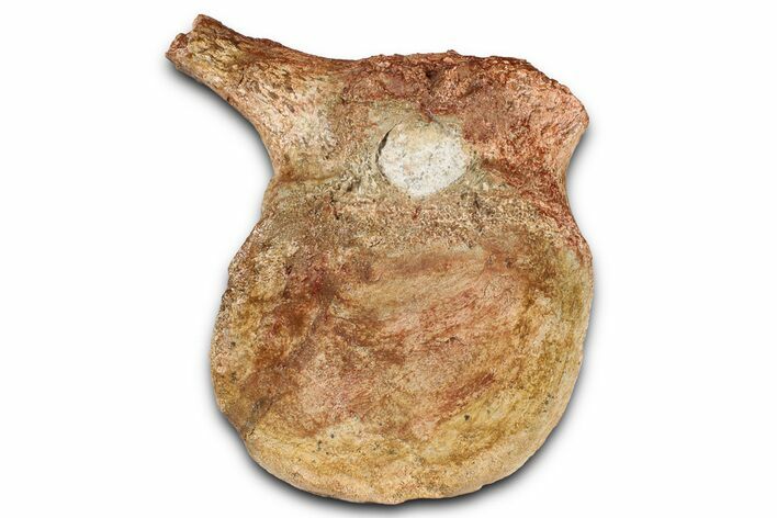Fossil Plesiosaur (Thililua?) Pectoral Vertebra - Asfla, Morocco #354430